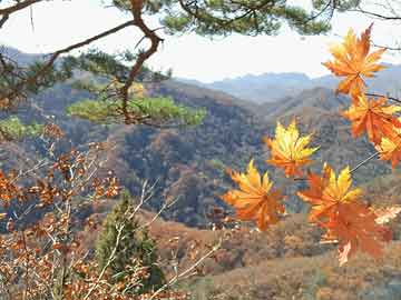 洛龙区文化广电体育和旅游局招聘启事概览